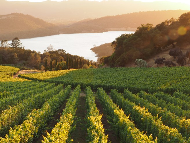 Shadows on the vines; looking down to Lake Hennessey