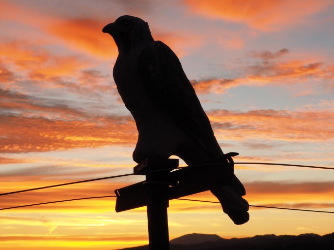 Bird silhouette - art or for scaring off birds from the vineyards?