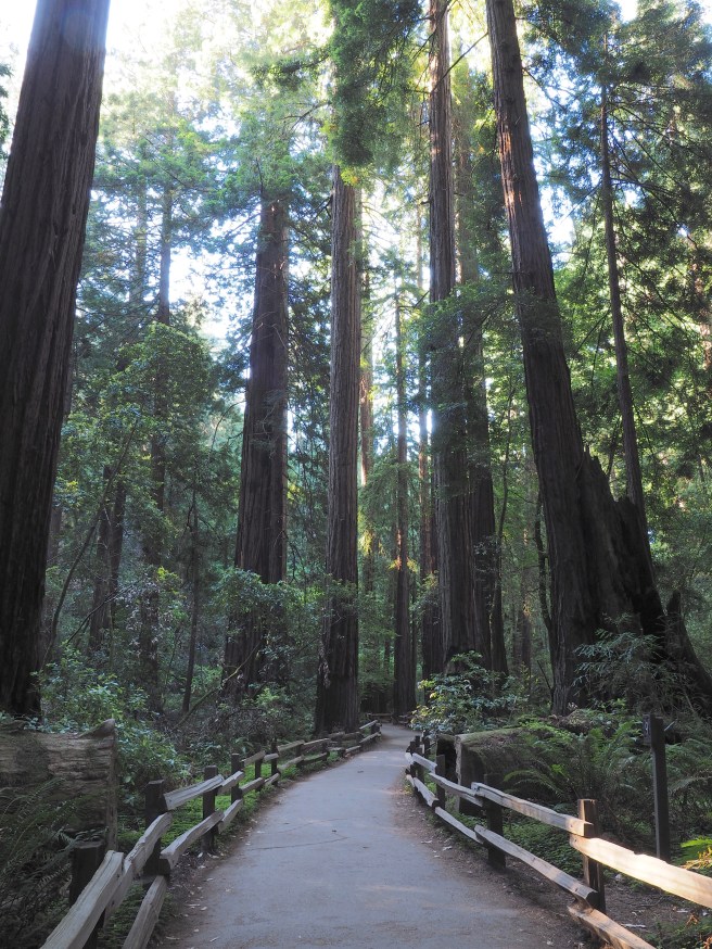 Tall trees in Muir Woods