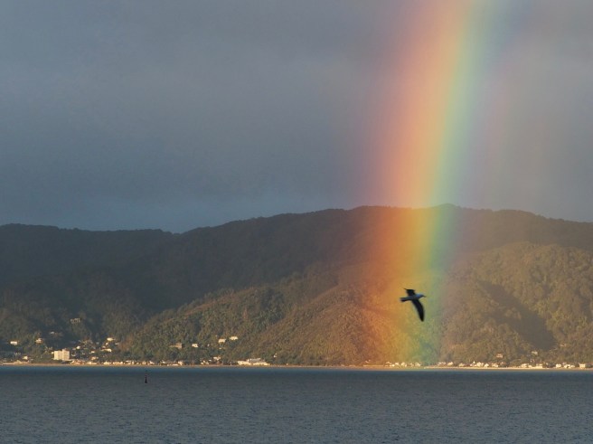 Bird in a rainbow across the channel.