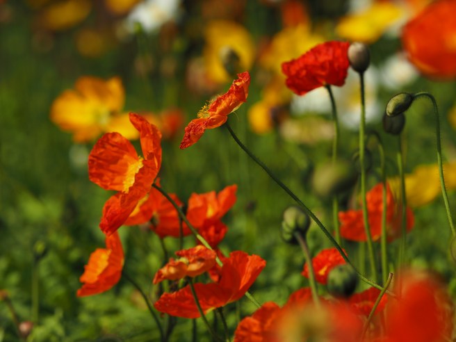 Wellington Botanic Gardens Spring Festival.
