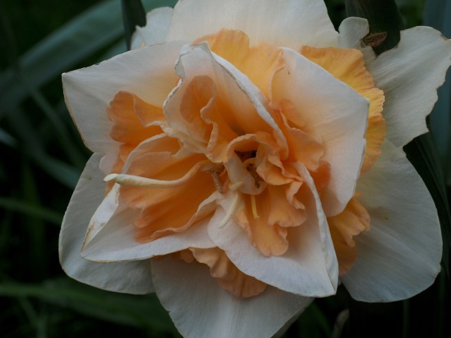 What could be more spring than daffodils!  Wellington Botanic Gardens.